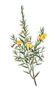 Plant.old resim çizimi