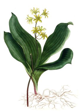 Plant.old resim çizimi