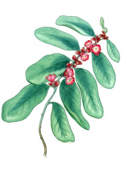 Plant.old resim çizimi