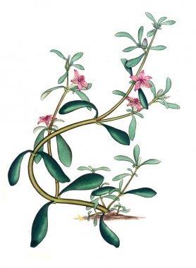 Plant.old resim çizimi