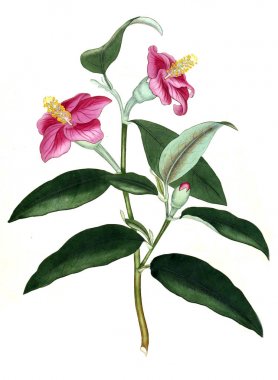 Plant.old resim çizimi