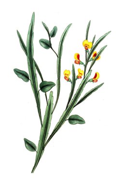 Plant.old resim çizimi