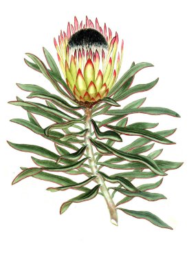 Plant.old resim çizimi