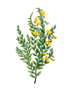 Plant.old resim çizimi