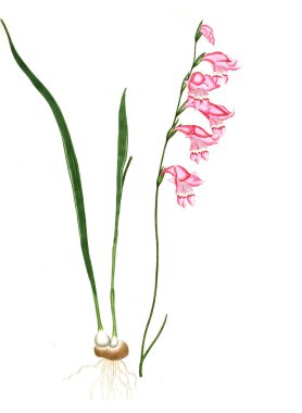 Plant.old resim çizimi