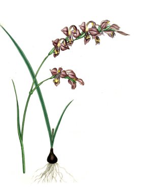 Plant.old resim çizimi