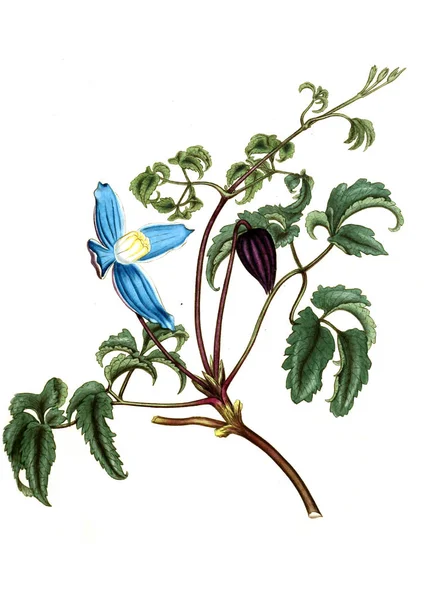 Illustrazione Della Vecchia Immagine Plant Old — Foto Stock