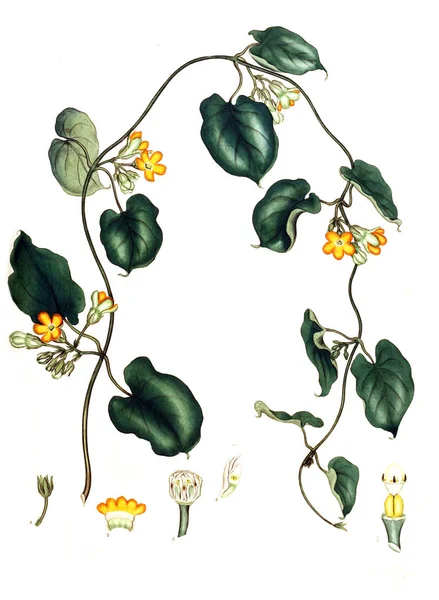 Illustrazione Della Vecchia Immagine Plant Old — Foto Stock