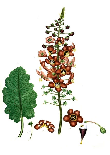 Ilustracja Obrazu Plant Old — Zdjęcie stockowe