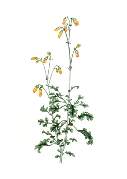 Illustration Image Plant Old — Photo