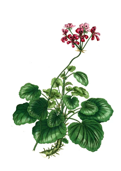 Illustration Plant Old Image — Stock Photo, Image