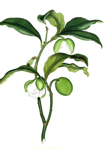 Illustrazione Della Vecchia Immagine Plant Old — Foto Stock