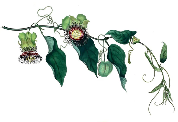 Illustration Plant Old Bilden — Stockfoto