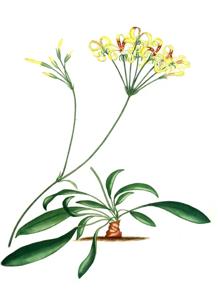 Illustration Plant Old Bilden — Stockfoto