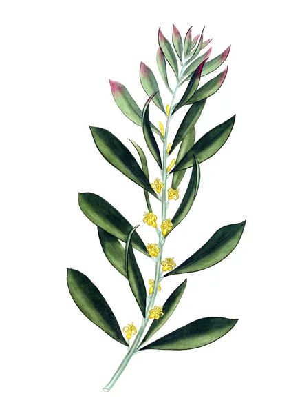 Ilustracja Obrazu Plant Old — Zdjęcie stockowe