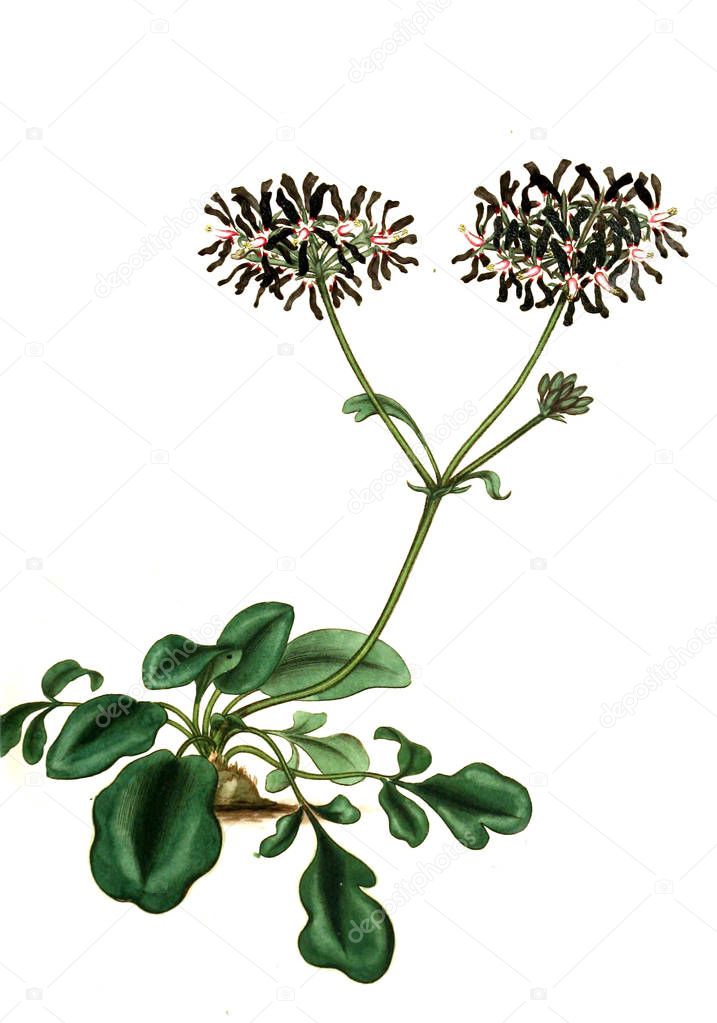 Illustration of the plant.old image
