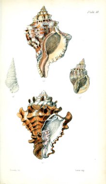 Kabukları Illustration. Eski resim