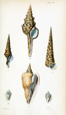 Kabukları Illustration. Eski resim
