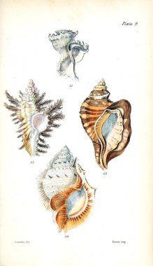 Kabukları Illustration. Eski resim