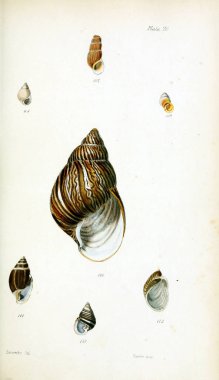 Kabukları Illustration. Eski resim