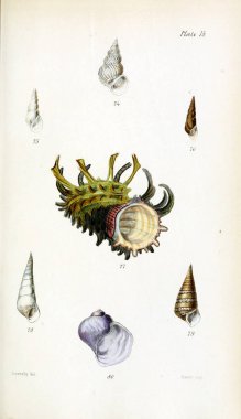 Kabukları Illustration. Eski resim