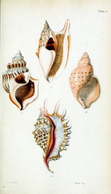 Kabukları Illustration. Eski resim