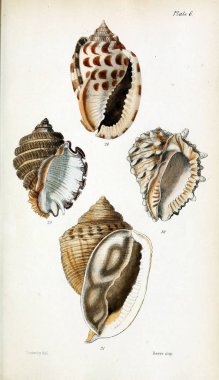 Kabukları Illustration. Eski resim