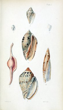 Kabukları Illustration. Eski resim