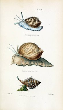 Kabukları Illustration. Eski resim