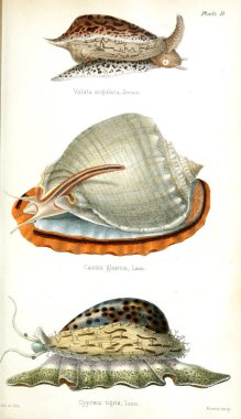 Kabukları Illustration. Eski resim