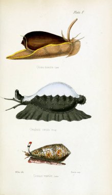 Kabukları Illustration. Eski resim