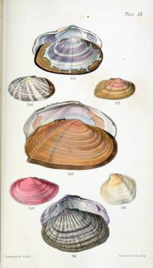 Kabukları Illustration. Eski resim