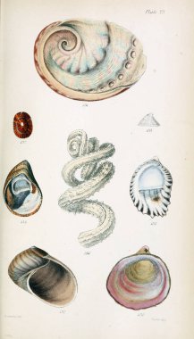 Kabukları Illustration. Eski resim