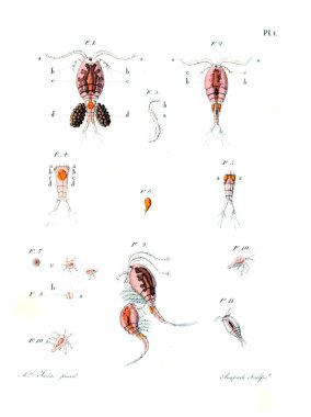 hayvan Illustration. Eski resim