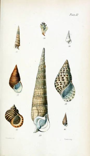 Illustration Shells Old Image — Stock Photo, Image