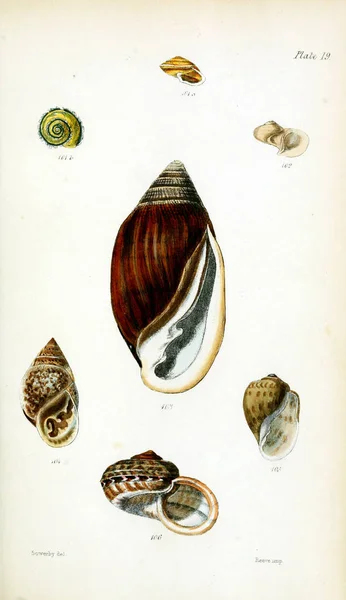 Kagyló Illusztrációja Régi Kép — Stock Fotó