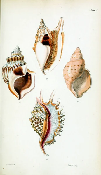 Kabukları Illustration Eski Resim — Stok fotoğraf