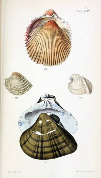 Illustration Shells Old Image — Stock Photo, Image