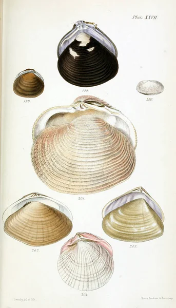 Illustration Coquillages Ancienne Image — Photo