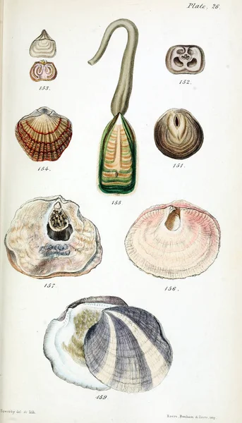 Illustration Shells Old Image — Stock Photo, Image