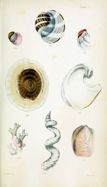 Illustration Shells Old Image — Stock Photo, Image