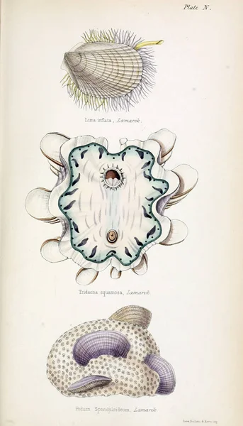 Illustration of shells. Old image