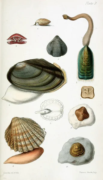 Illustration Shells Old Image — Stock Photo, Image