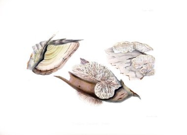 İngiliz Mikoloji, rakamlar içeren resimler.