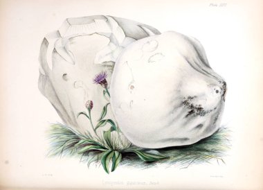 İngiliz Mikoloji, rakamlar içeren resimler.