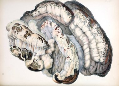 İngiliz Mikoloji, rakamlar içeren resimler.