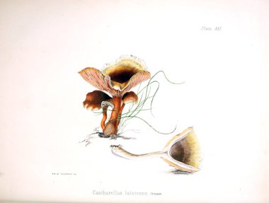 İngiliz Mikoloji, rakamlar içeren resimler.