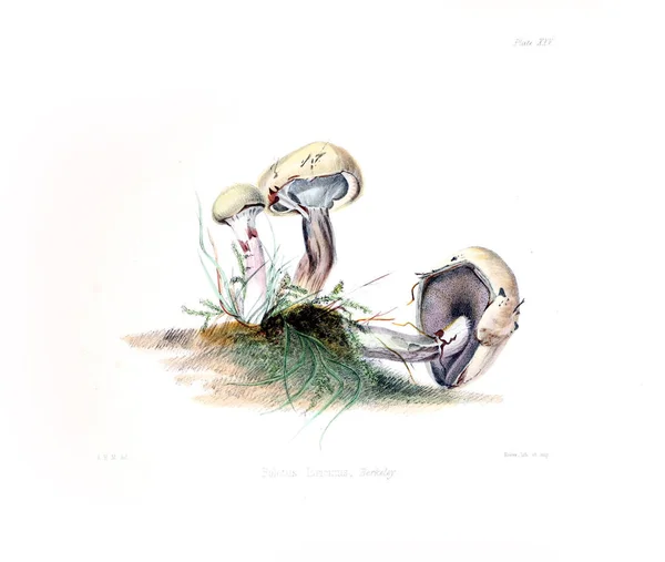 Ilustrace Britské Mykologie Obsahující Čísla — Stock fotografie