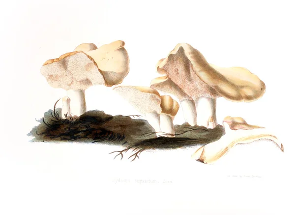 Illustrations Mycologie Britannique Contenant Des Figures — Photo