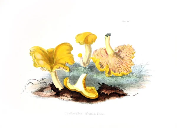Illustrationer Brittiska Mykologi Som Innehåller Siffror — Stockfoto